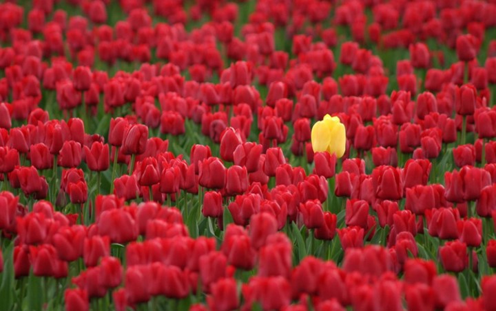 A time for Audacity, not Austerity… and some Tall Poppy Courage!